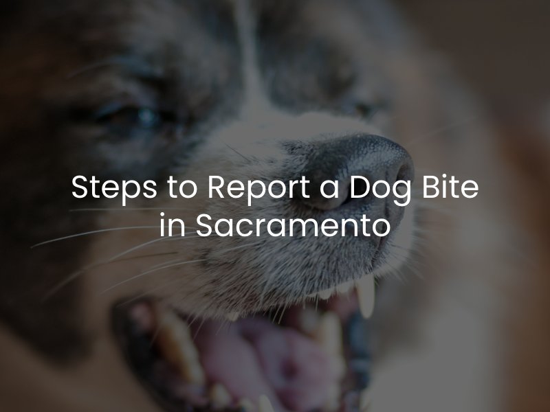 report-dog-bite